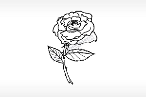 白玫瑰浪漫永恒雕刻植物激光打标文件通用位图